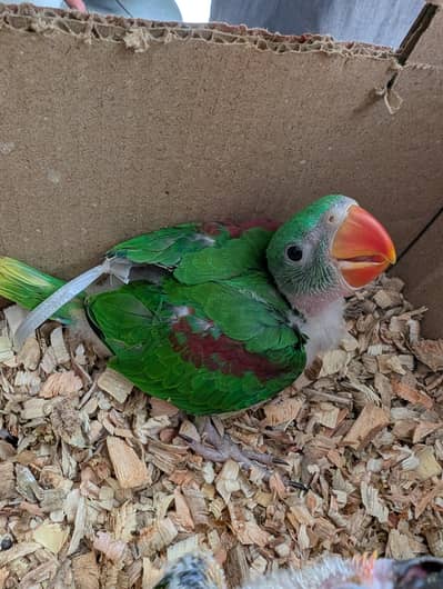 Pahari Raw | Sun Conure | White Ringneck | Green ringneck |
