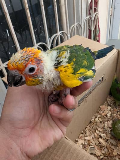 Yellow Ringneck | White Ringneck | Green Ringneck | Sun Conure