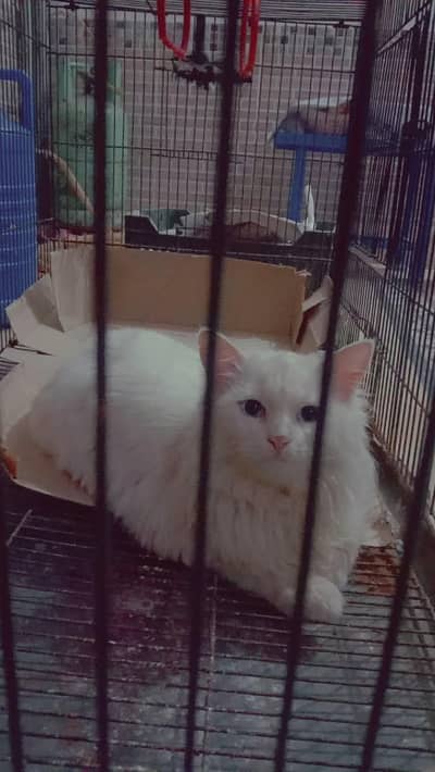 white male,blue eyes,333code,fully trained