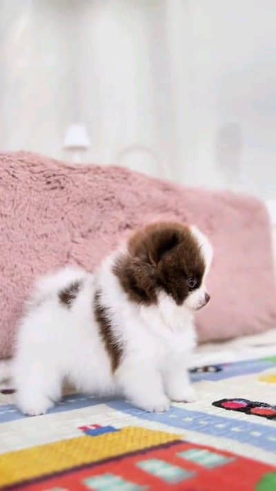 Pomeranian puppies for sale 2 month age Whatsapp number 03071462214