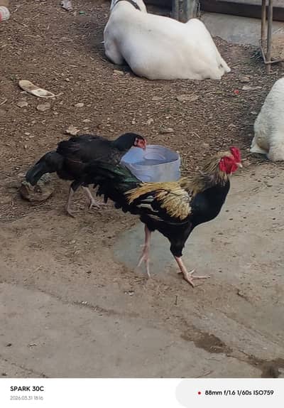 Pair two murgi and one murga