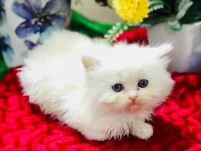 Persian kittens