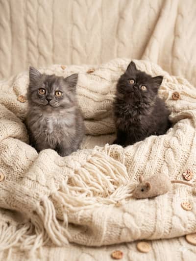 ​ Beautiful Persian Kittens for Sale 