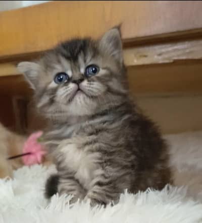 Persian kittens/ triple coated/ kittens available for sale
