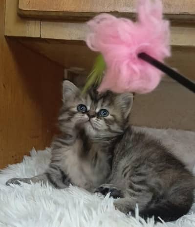 Persian male and female/ triple coated/ kittens available for sale