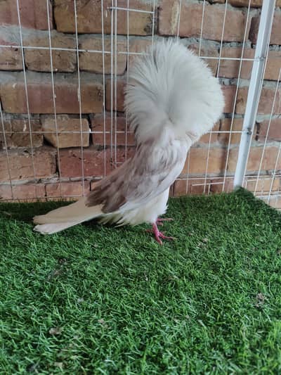 Fancy pigeons, kbootar, Naqab posh, swallow