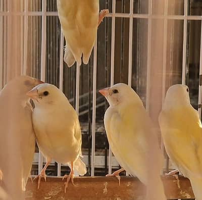 yellow Gouldian pathe spilt blue