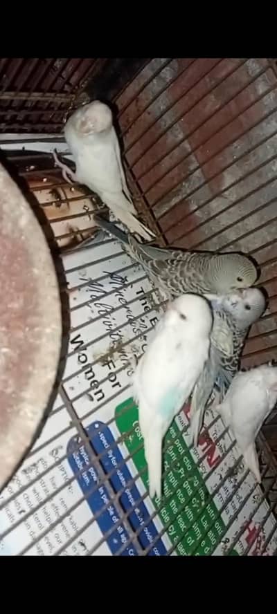 Budgies (Australian) Parrots Available for Sale (0322-5296432)