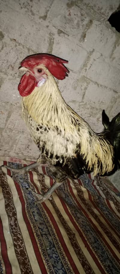 golden misri murga urgent sell