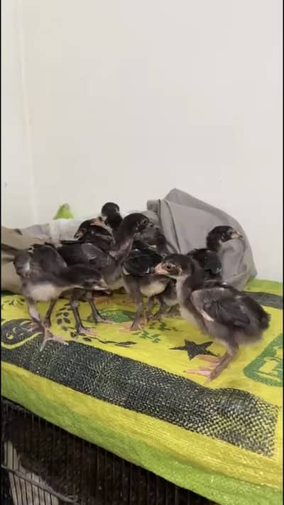 Aseel mushky chicks