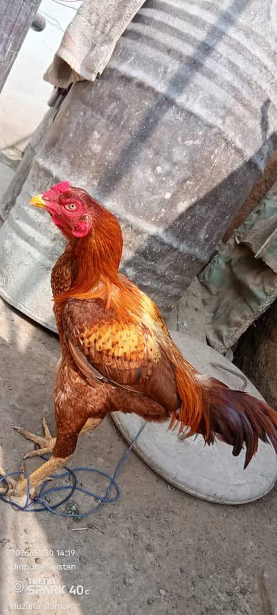 پیور اصیل مرغا براے فروخت ہے