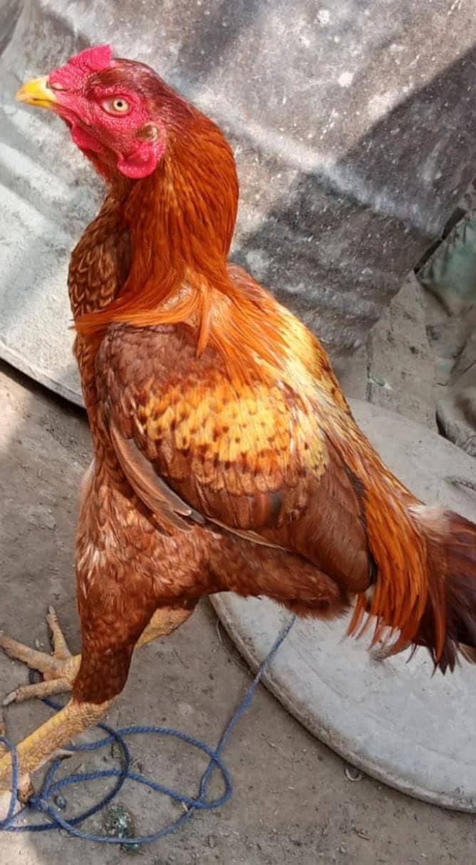 پیور اصیل مرغا براے فروخت ہے 1