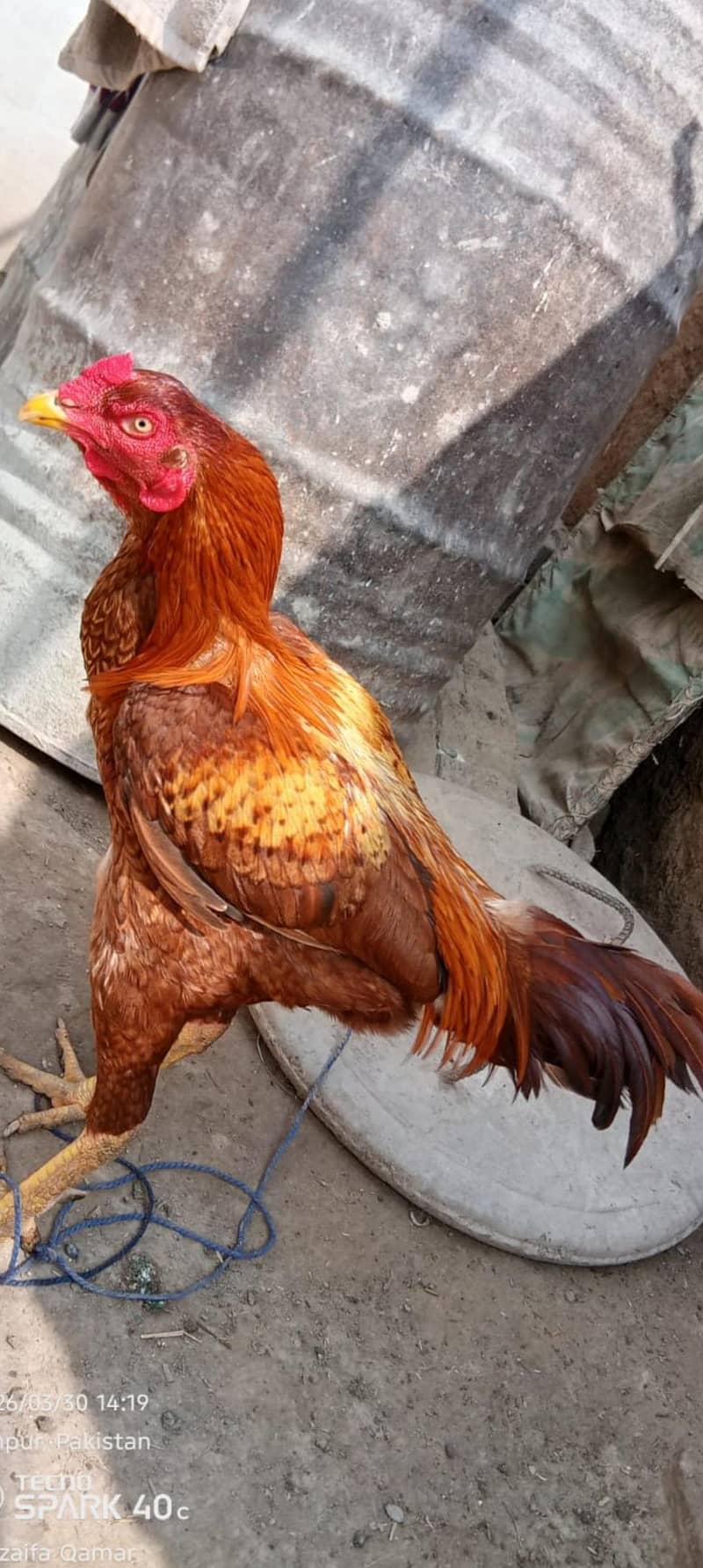 پیور اصیل مرغا براے فروخت ہے 2