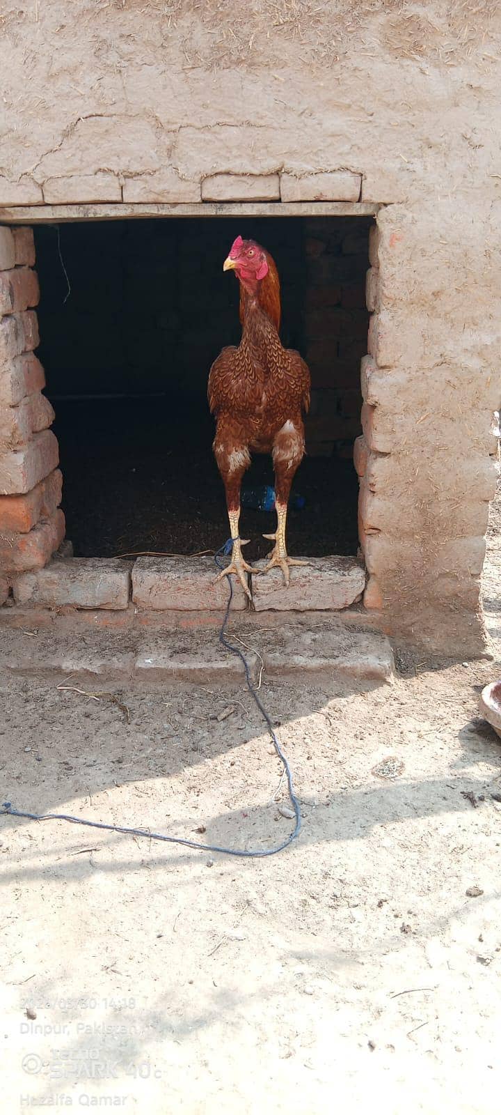 پیور اصیل مرغا براے فروخت ہے 3