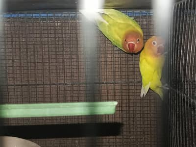 2 pair available for sale