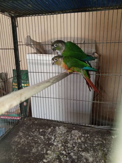 All setup for sell ( conure, cocktail, ringneck, raw parrot)