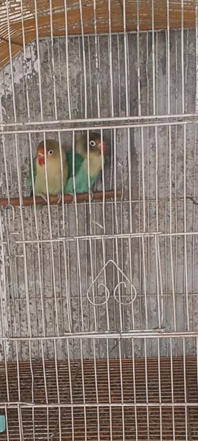 Parblue breeder pair for sale