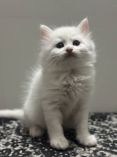 mother and white baby