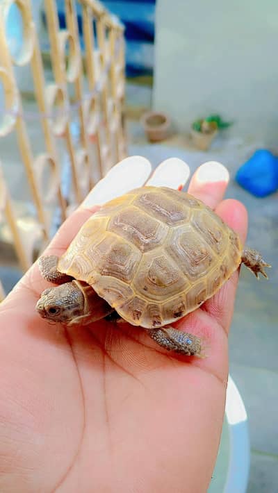 Russian tortise Active healthy stock