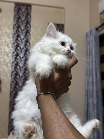 Persion Female Cat Long Court