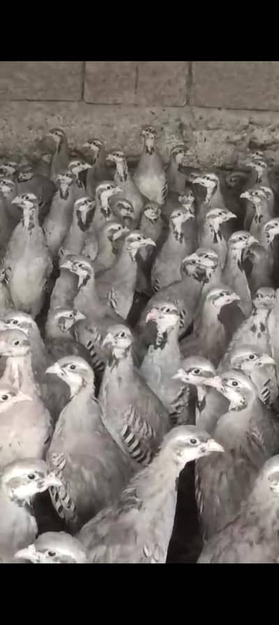 Pair Avilble 4Mahiny age