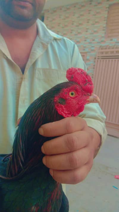 aseel miyawali murga