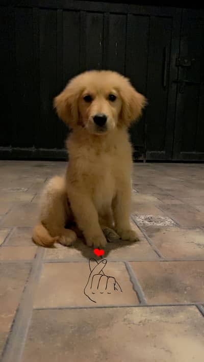 Champion quality, imported blood line golden female pup