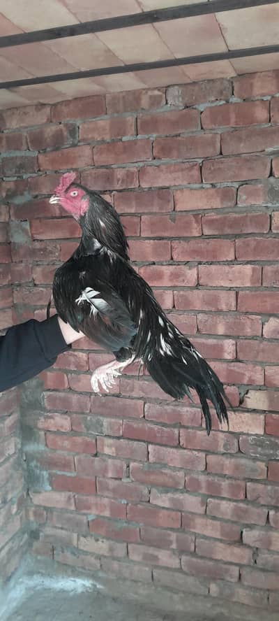 lasani hight quality mushka