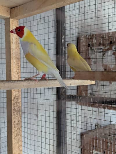 Gouldian Finch Split Blue