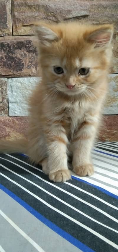 Cute Persian Ginger Kitty