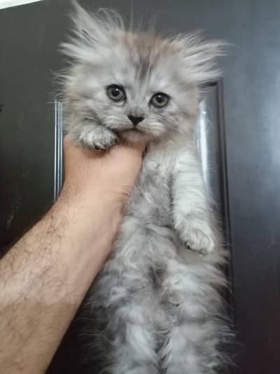 Persion kitten for sale