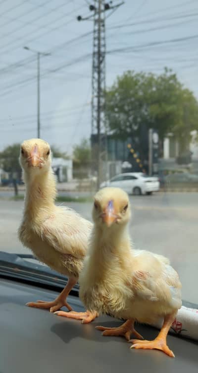 shamo pair / white shamo / German shamo / o shamo / shamo chicks