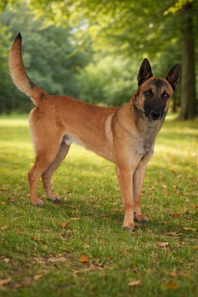 I am selling my Belgium malinois male