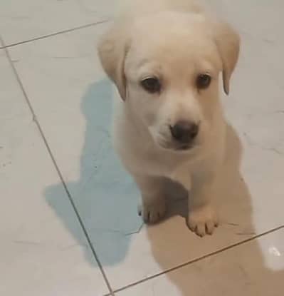 Labrador puppies pair playful