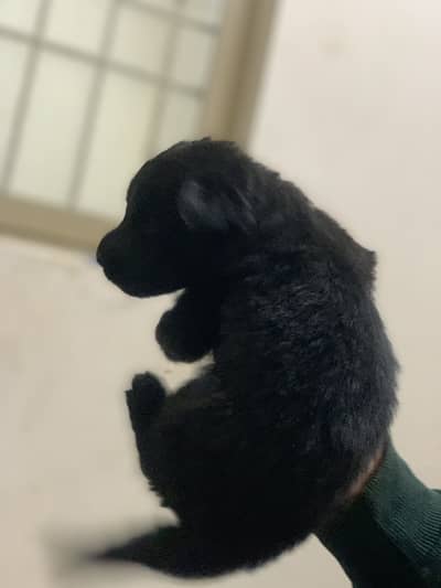 Puppies for sale