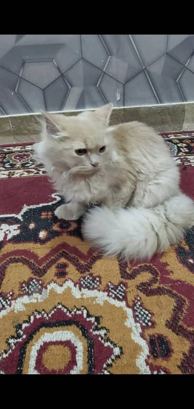 Triple coated Persian cat for sale