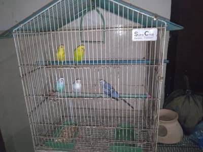 Australian Parrots with Cage