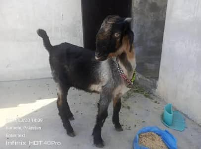 bakra for seal mashallah se bahut achcha Bakra hai