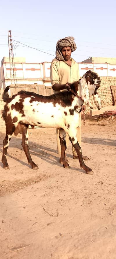 Big Breeder Male up for sale