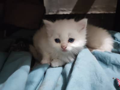 Persian cat. . Persian kitten