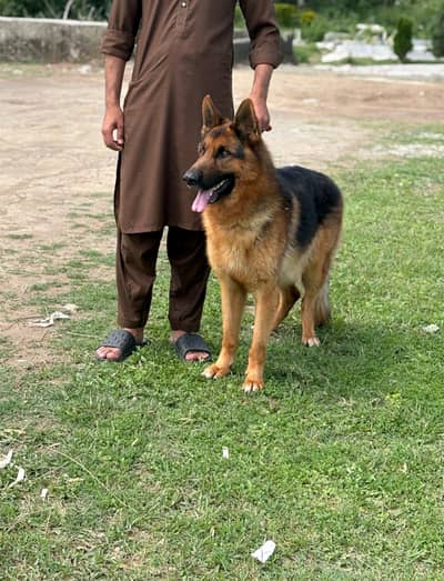 GSD Dog Sale
