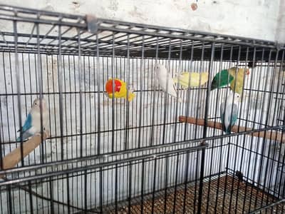 Cocktail breeder pair and. love birds
