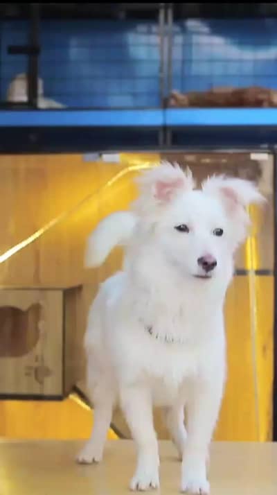 Dog - Male Dog -  Dog for sale