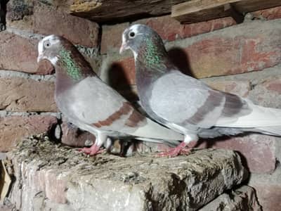 Baredar Kaldumba Taddey Dabba selara pair one Lakhe femal Nine pice