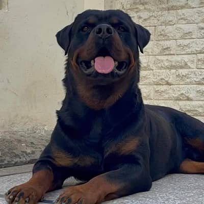 Rotweiller Male For $-T-U-D