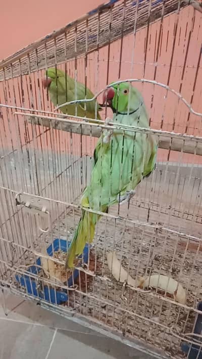ring neck pair bonded male talking