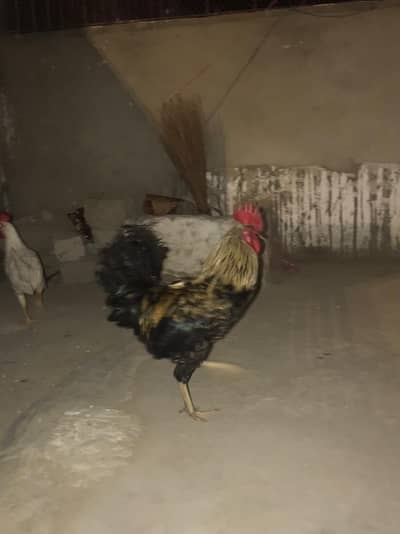 golden and black misri