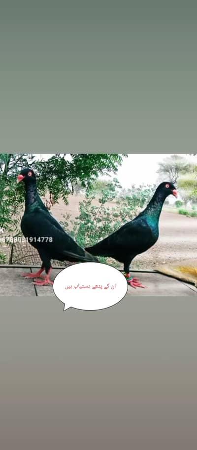 Black Danish&white king Breeder pair. . and fancy pigeon