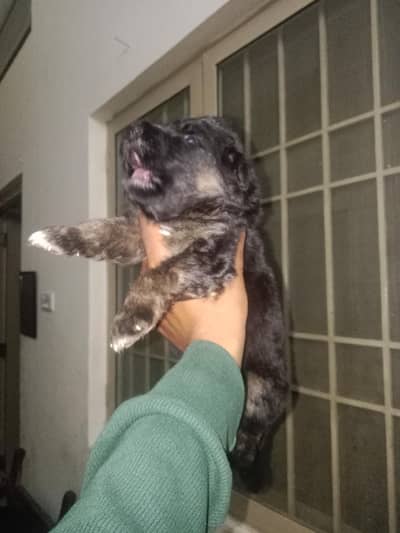 German shepherd puppies long hair