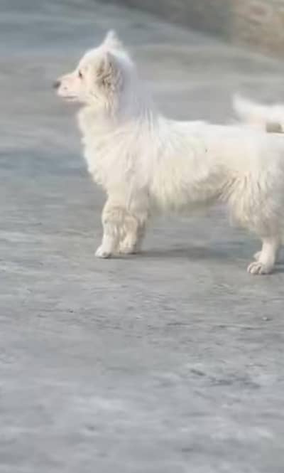 puppy dog 03351540213